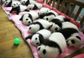 小熊猫~~一起排队睡觉觉 被萌到了有木有~~！！